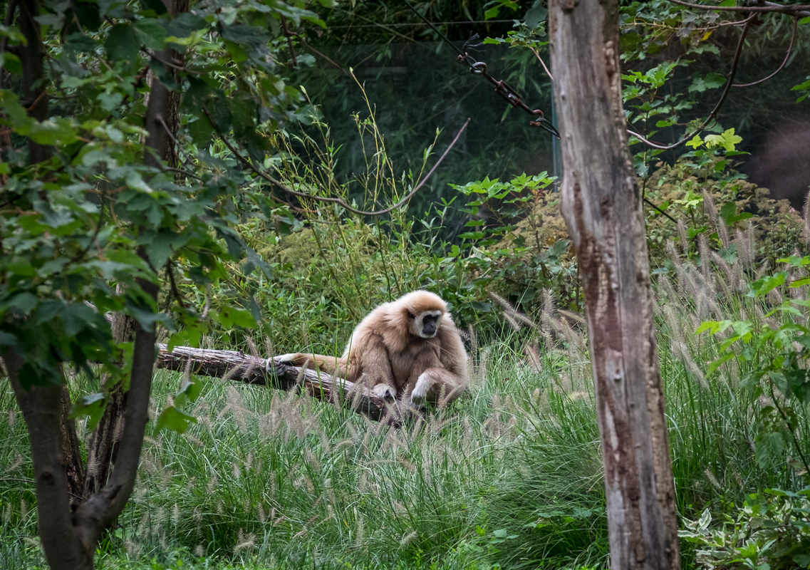 singe; Zoo de Prague (2016)